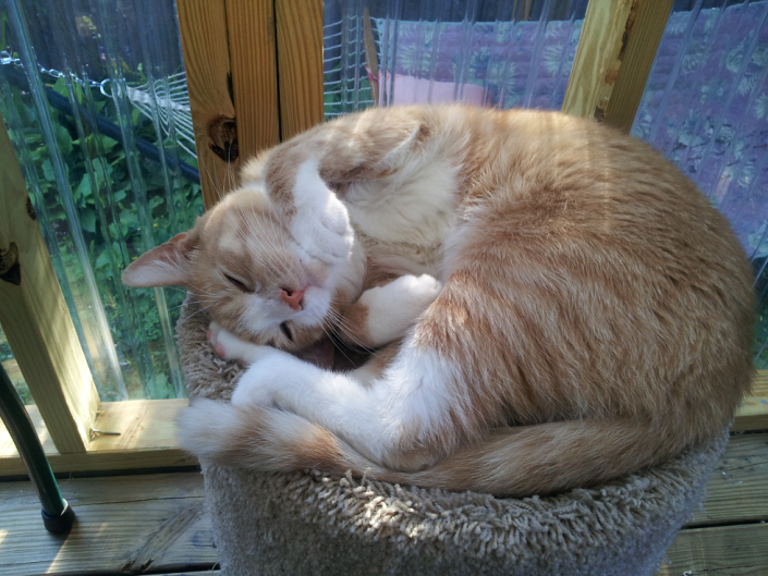 bodhi-catio